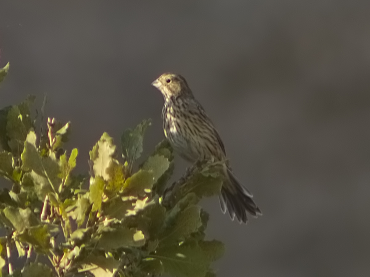 Cirl Bunting